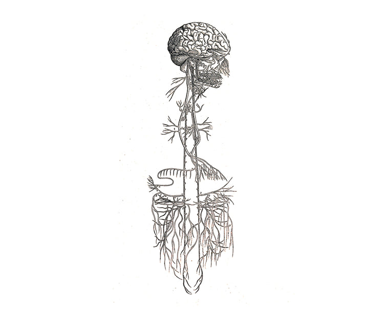 Vagus Nerve Support