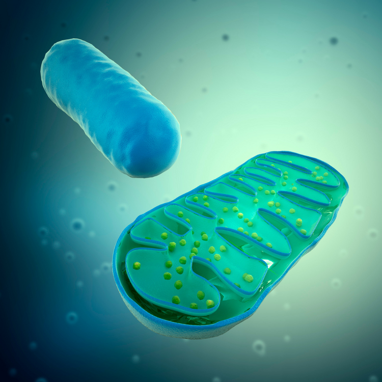 Mitochondrial Support