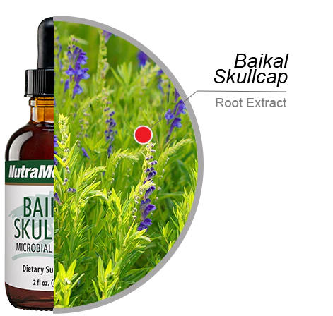 Baikal Skullcap (2 oz)