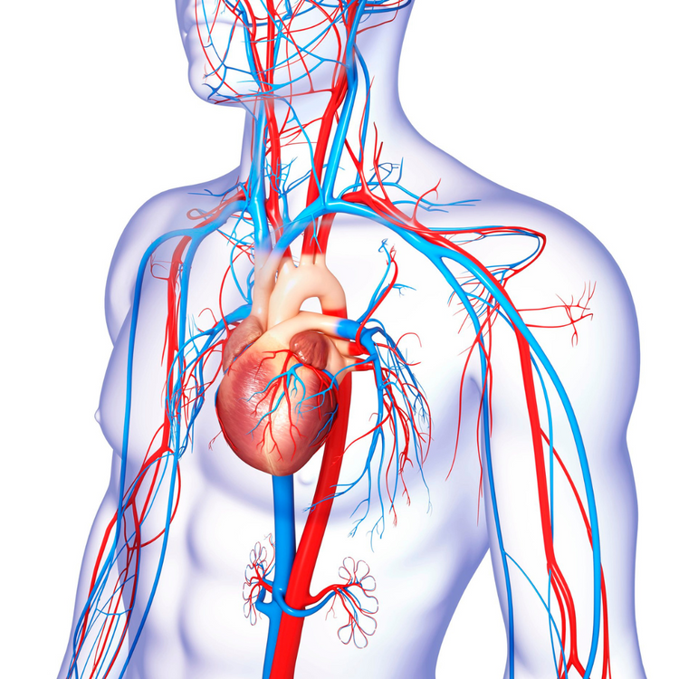 Cardiovascular Support