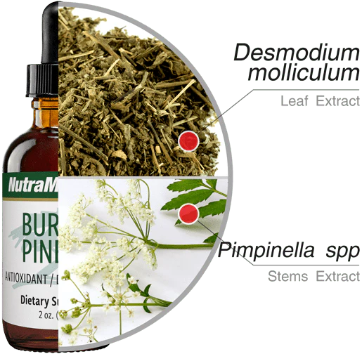 Burbur Pinella (2 oz)