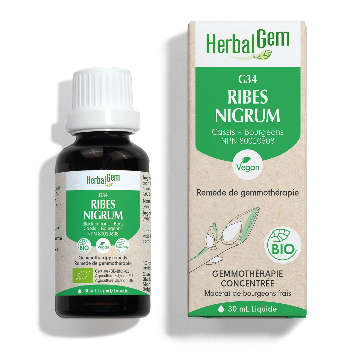 Ribes nigrum (Black currant) G34